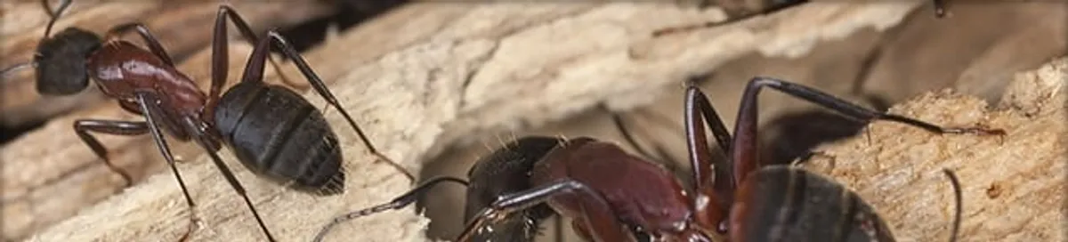 Close-up of ants on wood showing an active ant infestation in Detroit, MI
