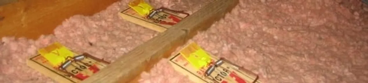 Mouse traps placed in an attic for rodent control in Detroit, MI