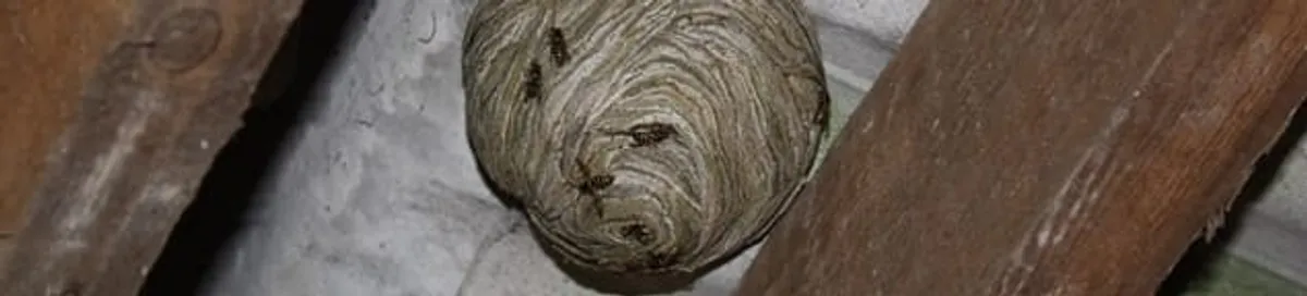 Wasp nest in an attic space, a common home infestation risk in Detroit, MI