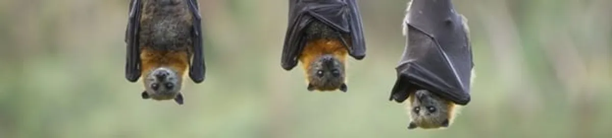 Bats roosting together, a common sign of a bat infestation in Detroit, MI