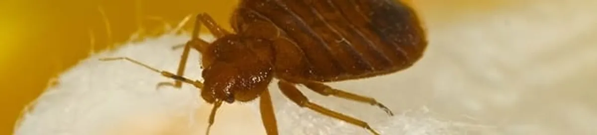 Close-up of a bed bug, a sign of an active infestation in Detroit, MI