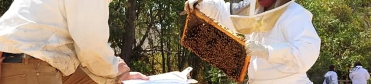 Bee removal specialists relocating a hive and honeycomb safely in Detroit, MI