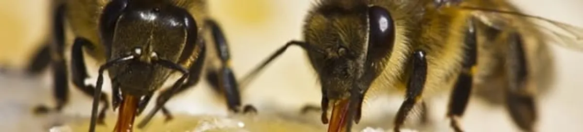 Close-up of honey bees, a sign of a nearby hive in Detroit, MI