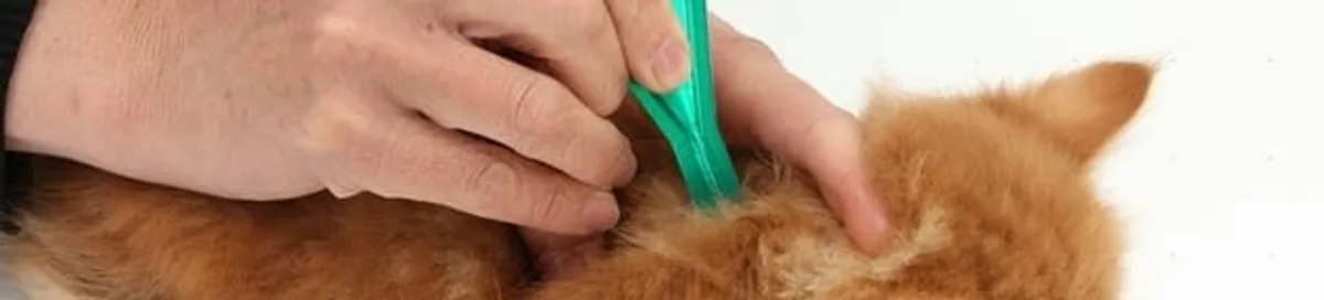 Flea treatment for pets using a flea comb, a sign of flea problems in Detroit, MI