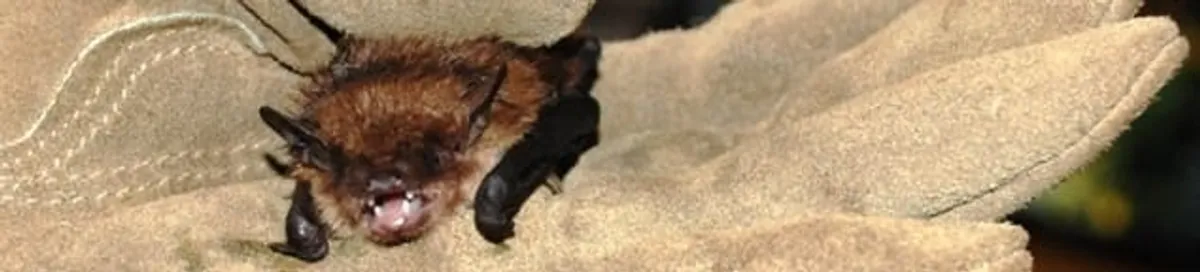 Bat removal specialist holding a bat safely during humane exclusion in Detroit, MI