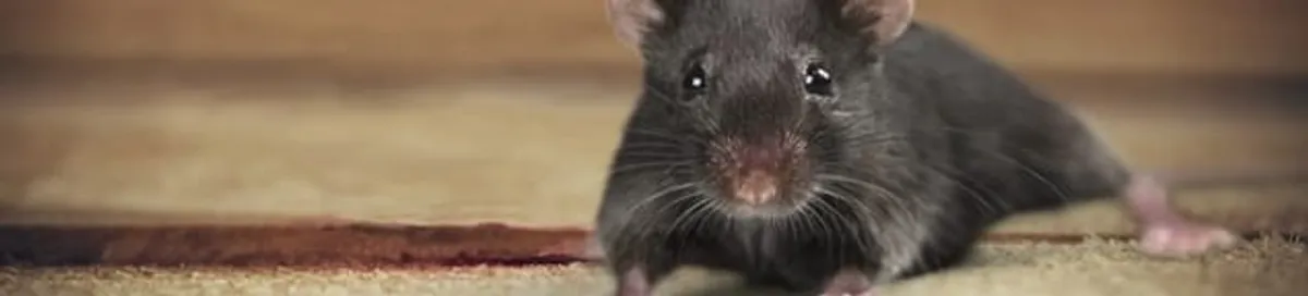 Mouse indoors, a common sign of a rodent infestation in Detroit, MI