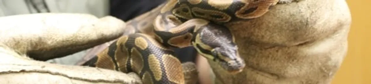 Snake removal specialist safely handling a snake with protective gloves in Detroit, MI