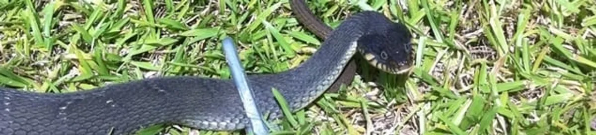 Snake in a yard, a common sign of a snake problem near a home in Detroit, MI