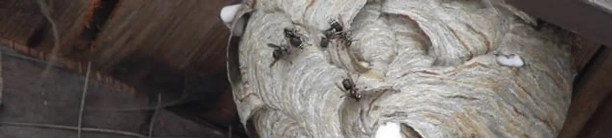 Close-up of a wasp nest with active wasps, a sign of an infestation in Detroit, MI